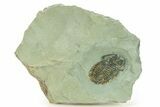Bondonella Sdzuyi Trilobite - Issafen, Morocco #283752-1